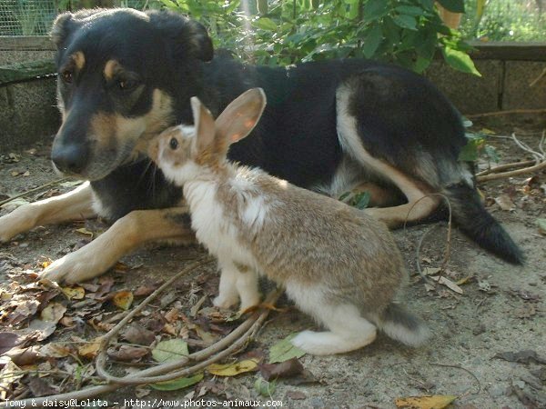 Photo de Races diffrentes