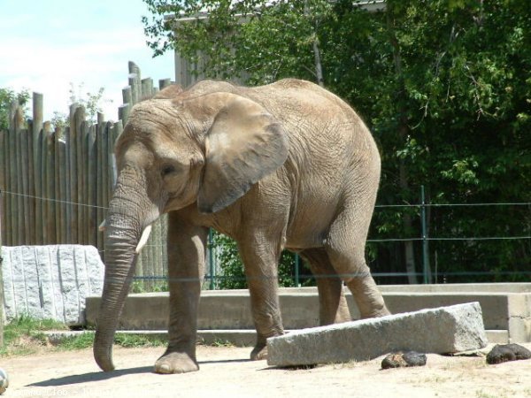 Photo d'Elphant d'afrique