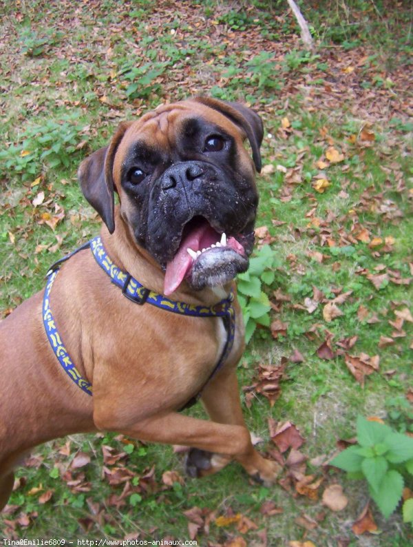 Photo de Boxer