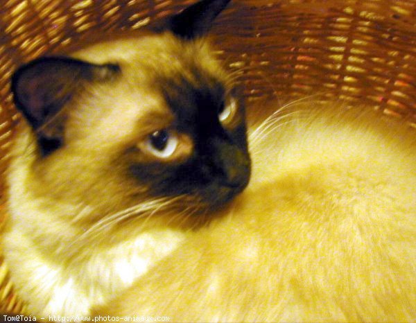 Photo de Sacr de birmanie