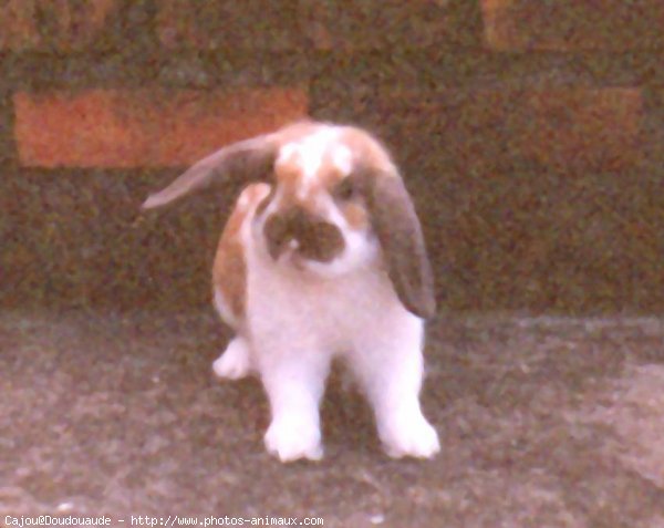 Photo de Lapin