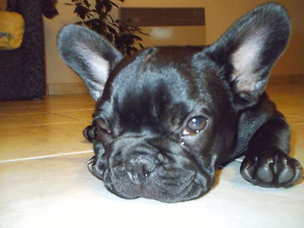 Photo de Bouledogue franais