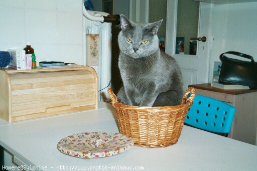 Photo de Chartreux