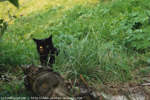 Photo de Chat domestique