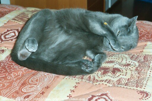 Photo de Chartreux