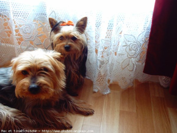 Photo de Yorkshire terrier