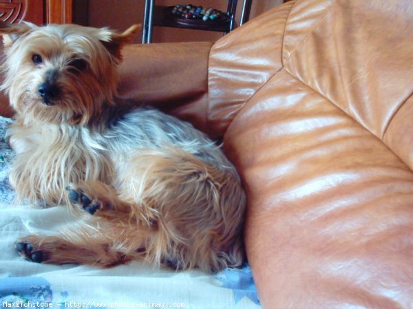 Photo de Yorkshire terrier