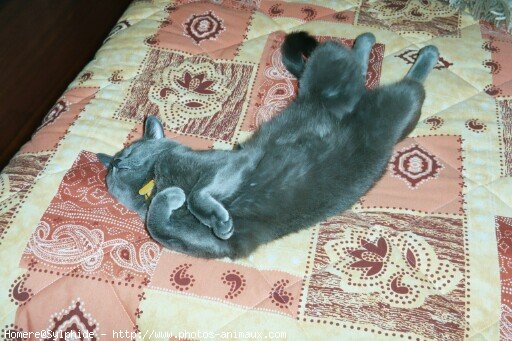 Photo de Chartreux