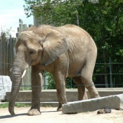 Photo d'Elphant d'afrique