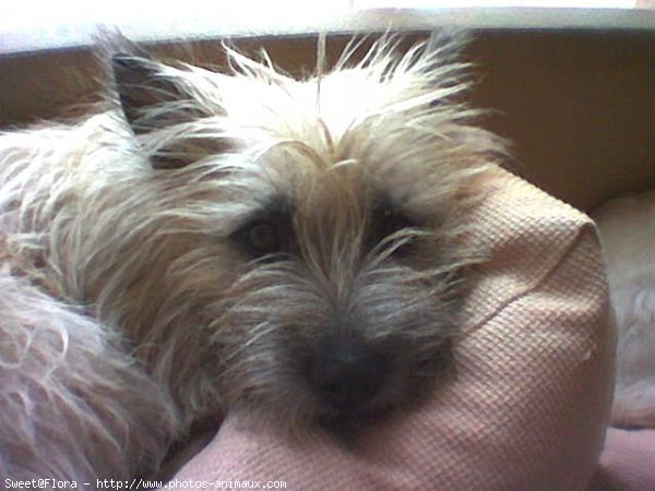 Photo de Cairn terrier