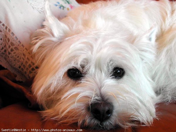 Photo de West highland white terrier