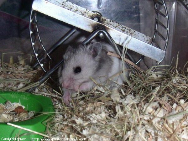 Photo de Hamster