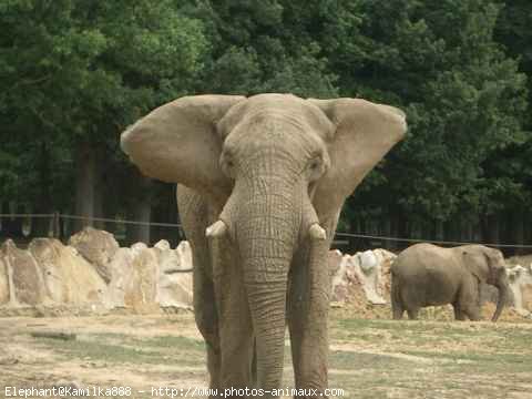 Photo d'Elphant d'afrique