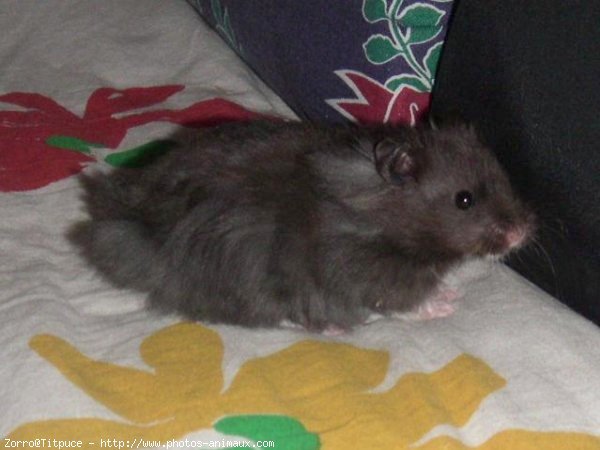 Photo de Hamster