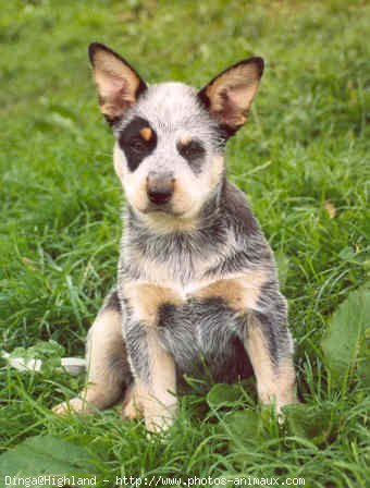 Photo d'Australian cattle dog