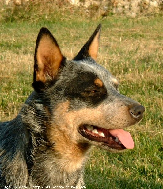 Photo d'Australian cattle dog