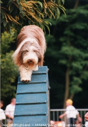 Photo de Bearded collie