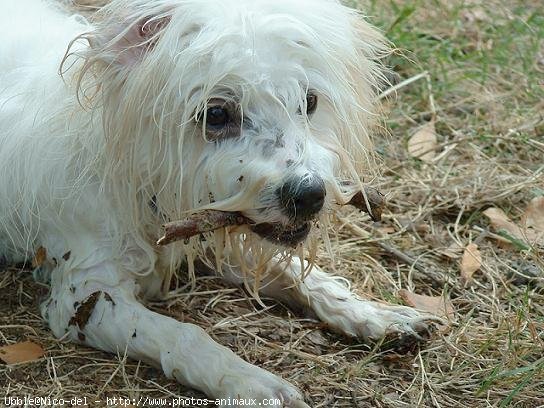 Photo de Coton de tulear