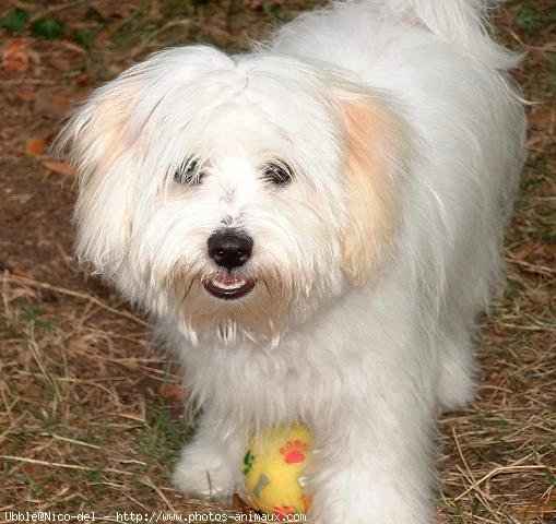 Photo de Coton de tulear