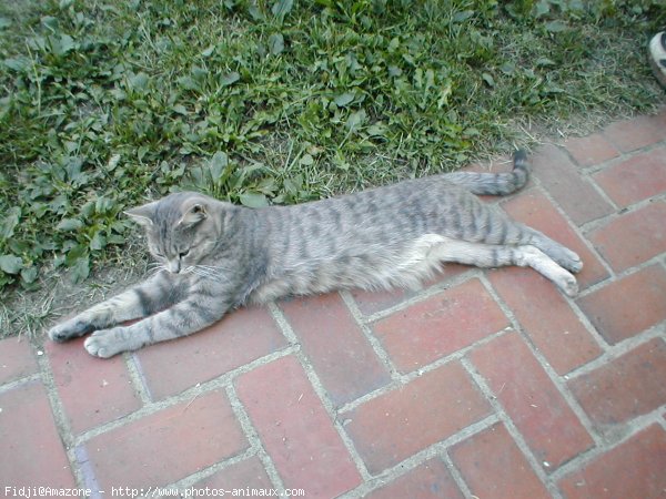 Photo de Chat domestique