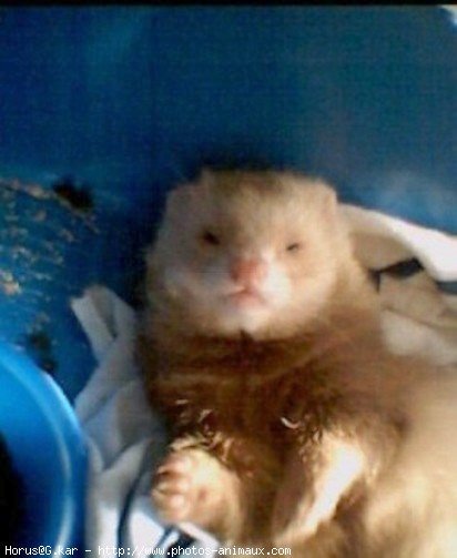 Photo de Furet