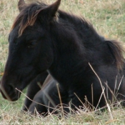 Photo de Canadien