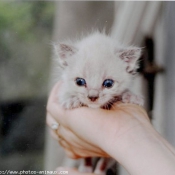 Photo de Chat domestique