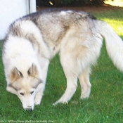 Photo de Husky siberien