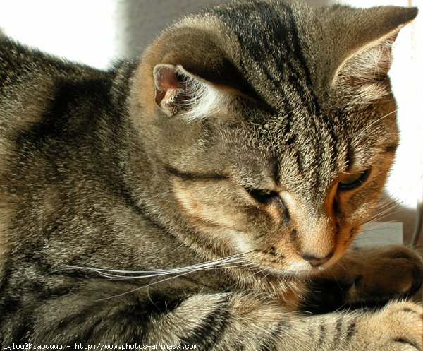 Photo de Chat domestique