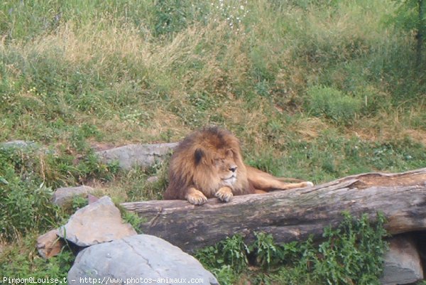 Photo de Lion