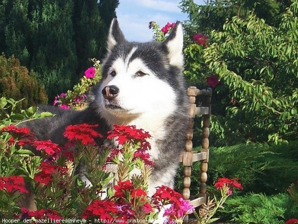 Photo de Husky siberien