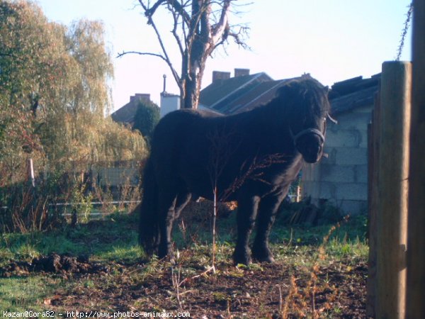 Photo de Shetland