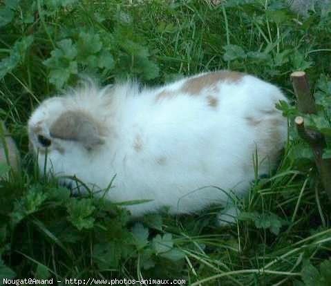 Photo de Lapin