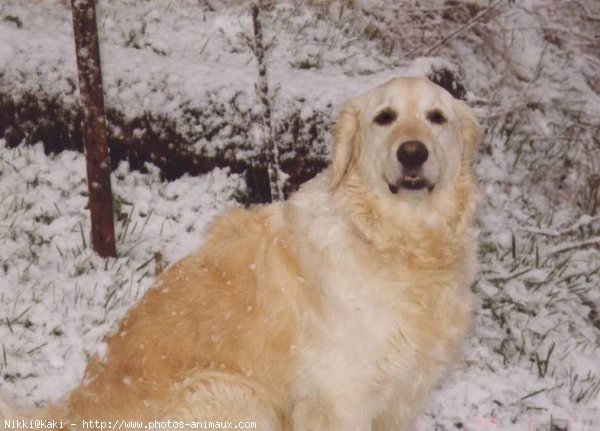 Photo de Golden retriever