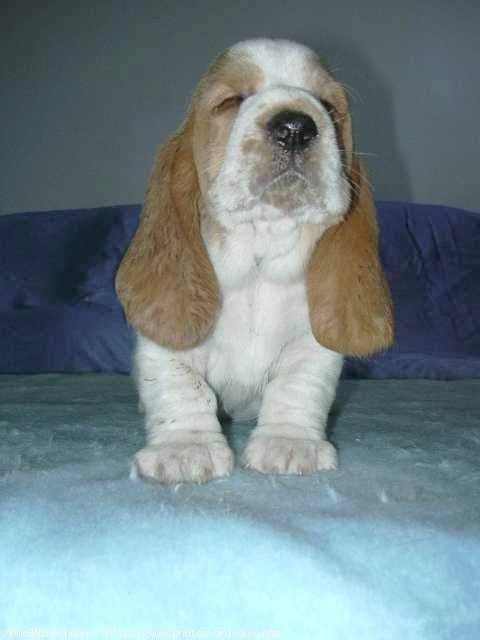 Photo de Basset hound