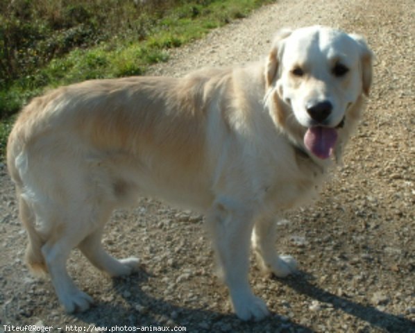 Photo de Golden retriever