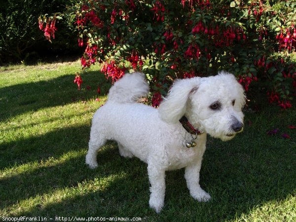 Photo de Bichon  poil fris