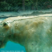 Photo d'Ours