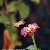 Photo de Papillon