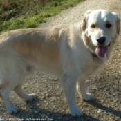 Photo de Golden retriever