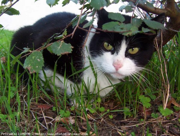 Photo de Chat domestique