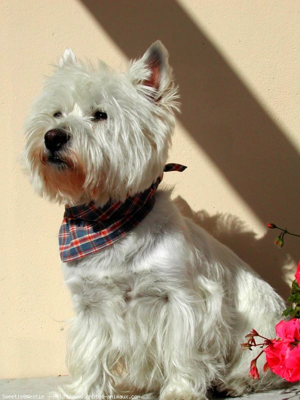 Photo de West highland white terrier