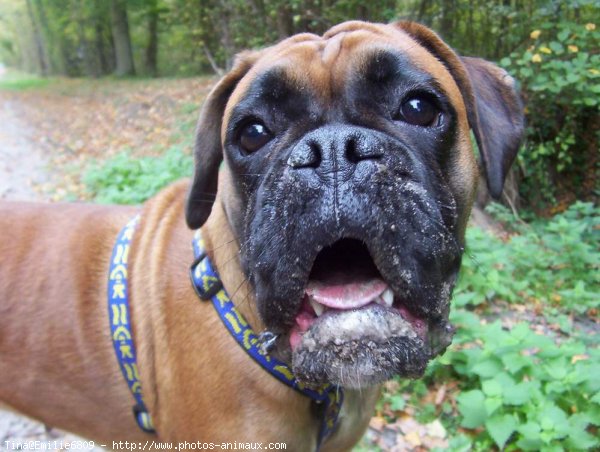 Photo de Boxer