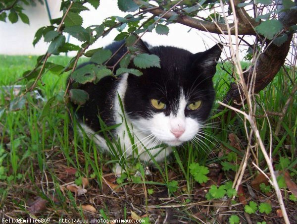 Photo de Chat domestique