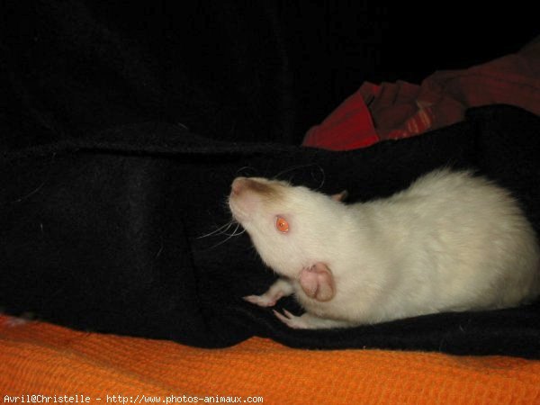 Photo de Rat