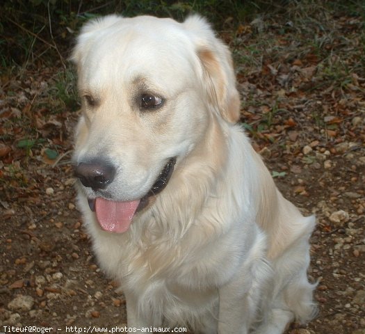 Photo de Golden retriever