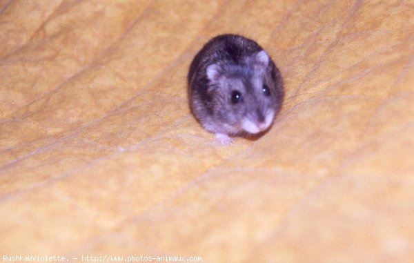 Photo de Hamster