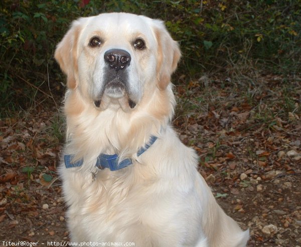 Photo de Golden retriever