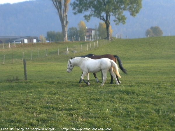 Photo de Races diffrentes