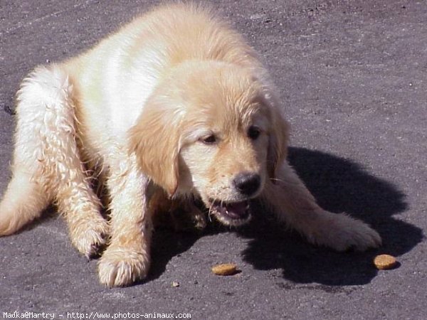 Photo de Golden retriever